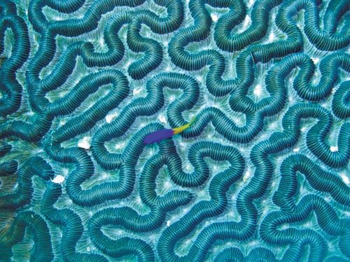 Brain Coral, photographed by senior Caitlin Macdonald