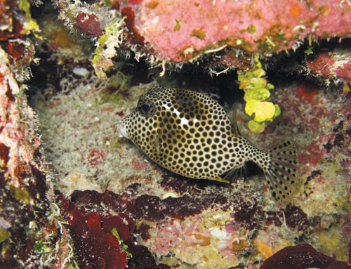 Trunkfish, photographed by junior Alec Troast