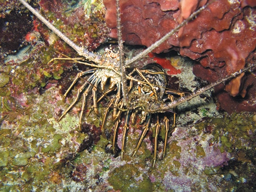 Two spiny lobsters are seen on a coral reef, partially hidden among colorful corals, with their long antennae extended. The reef displays various shades of red, green, and purple.