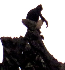 Silhouette of a monkey sitting on the edge of a jagged tree branch against a white sky. The monkey is perched, looking downward with one arm extended.