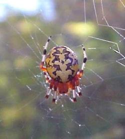 Close-up of a colorful spider in its web. The spider has a round yellow body with black markings and reddish legs. The background is blurred greenery.