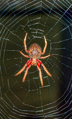A close-up image of an orb-weaver spider sitting at the center of its intricate web. The spider has a dark brown body with reddish-orange legs, creating a stark contrast against the webs delicate pattern.
