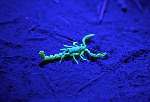 A scorpion glowing under ultraviolet light on a dark surface, highlighting its distinct, bright appearance against the dark background.