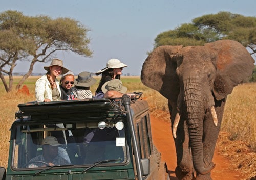 A group of people in a safari vehicle observe a large elephant walking on a dirt road in a savannah landscape with scattered trees. The sky is clear, and the scene conveys an adventurous, wildlife-watching experience.
