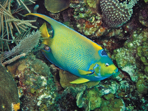 A vibrant blue and yellow fish swims among colorful coral and sea plants in an underwater scene. The fish has distinct patterns, and its fin and tail are highlighted against the diverse coral background.