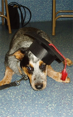 A dog wearing a graduation cap with a red tassel lies on a speckled floor, looking forward.