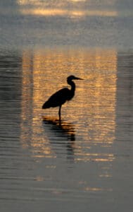 A silhouette of a heron stands gracefully in shallow water during sunset, with golden and orange reflections shimmering on the surface.