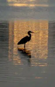 A silhouette of a heron stands gracefully in shallow water during sunset, with golden and orange reflections shimmering on the surface.