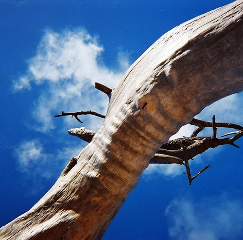 A close-up of a curved, textured tree branch against a bright blue sky with scattered white clouds.