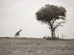 A sepia-toned image shows a lone giraffe standing on a savanna, with a large tree on the right side. The landscape is open and grassy, under a clear sky. The scene exudes a calm and serene atmosphere.