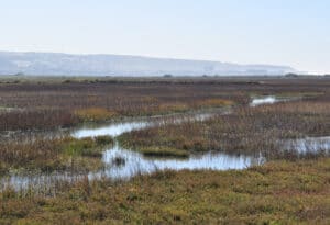 A serene wetlands landscape with reeds and grasses surrounding a winding stream under a clear blue sky. Distant hills are faintly visible in the background, creating a tranquil and natural scene.