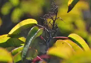 Close-up of green leaves with red veins in sunlight, surrounding a central dark, delicate twig. Blurred background creates a warm, natural ambiance.
