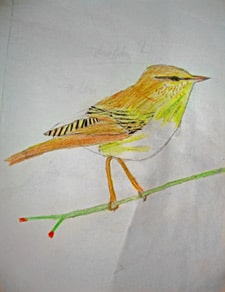 A colorful drawing of a small bird perched on a branch. The bird has brown, green, and yellow feathers with striped patterns on its wings. The branch has small red buds. The background is plain.