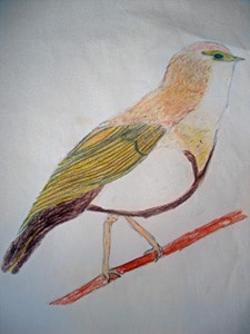 A hand-drawn illustration of a bird perched on a red branch. The bird has a brown and white body with green and yellow wings. The background is plain white.