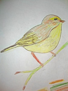 A hand-drawn colored pencil illustration of a small bird perched on a branch. The bird has shades of yellow, green, and brown, with a pointed beak and a detailed tail.