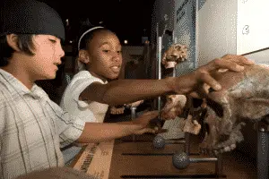 Two children at a museum examine skulls displayed on a shelf. One child, wearing a cap, looks closely, while the other reaches out to touch a skull, both appearing curious and engaged.