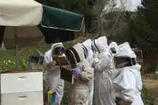 A group of people wearing white beekeeper suits and veils examine honeycombs near a beehive in an outdoor setting with trees and greenery. An umbrella provides shade.