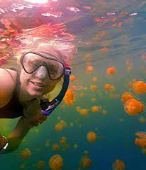 A person wearing a snorkel mask swims underwater surrounded by numerous orange jellyfish. The water is clear, allowing the colorful jellyfish to be seen clearly. The sunlight from above creates a shimmering effect on the waters surface.