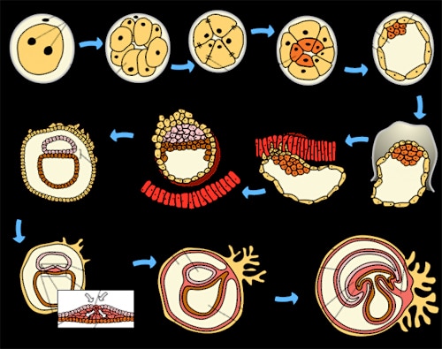 Illustration showing stages of embryonic development. It begins with a single cell and progresses through various stages of division and differentiation, forming structures like a blastocyst and eventually complex organ systems. Arrows indicate progression.