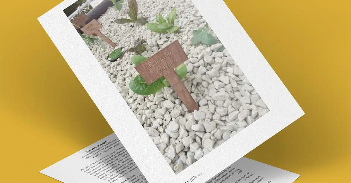 A printed photo on a yellow surface shows a small plant with a wooden sign that reads Rosemary, perfect for adding fresh flavor to your food. The plant is surrounded by white gravel, evoking thoughts of an aquaponic garden. Another sheet of paper is partially visible underneath.