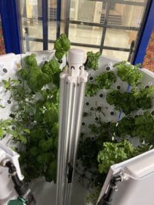 A vertical hydroponic garden with leafy green plants thriving inside white panels, placed indoors near blue-framed windows—an inspiring display of modern hydroponics and entrepreneurship.